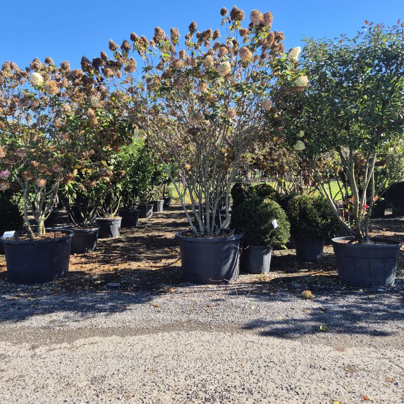 Das Bild klicken für Imagevergrößerung