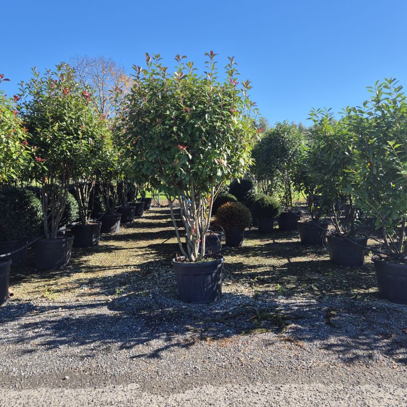 Cliquez sur la photo pour visualiser la présentation