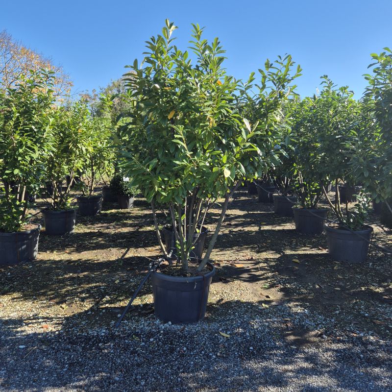 Clicca sulla foto per lo zoom