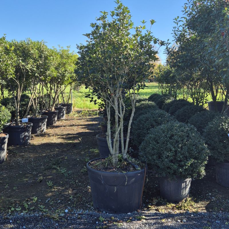 Clicca sulla foto per lo zoom