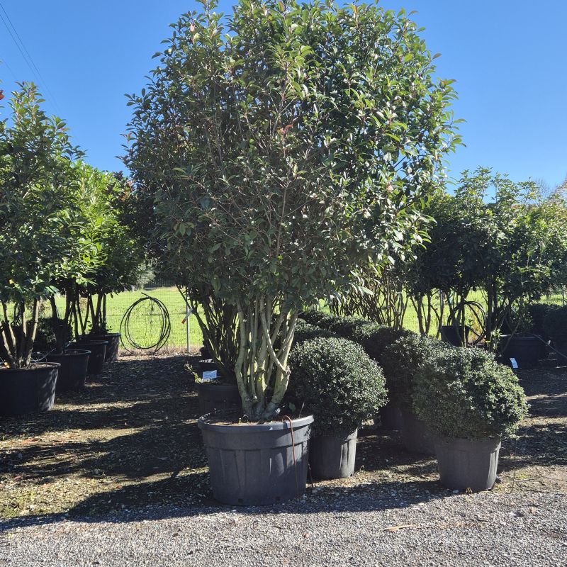 Clicca sulla foto per lo zoom