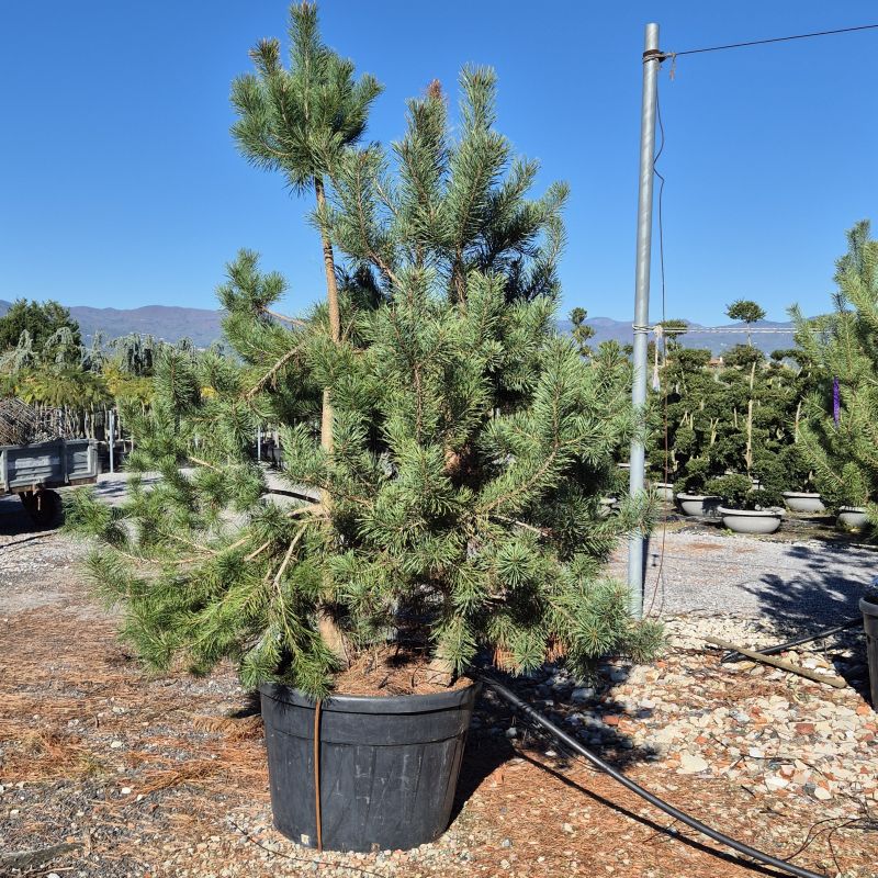 Cliquez sur la photo pour visualiser la présentation