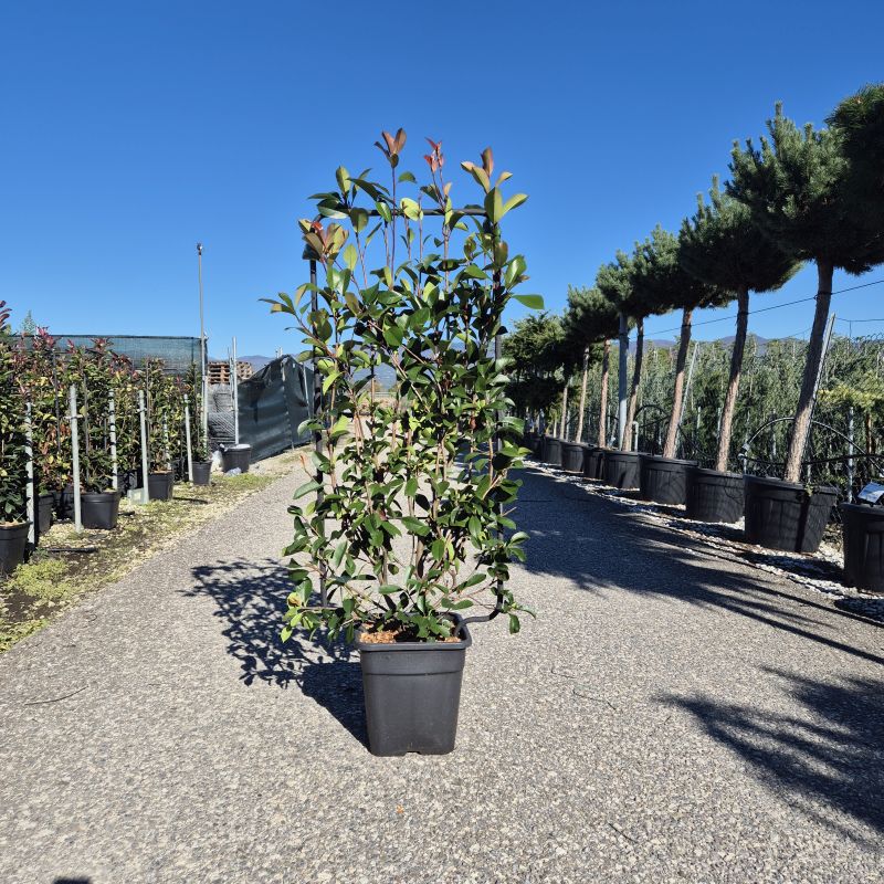 Clicca sulla foto per lo zoom