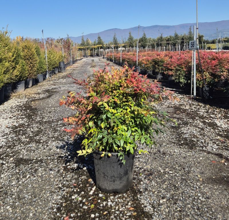 Clicca sulla foto per lo zoom