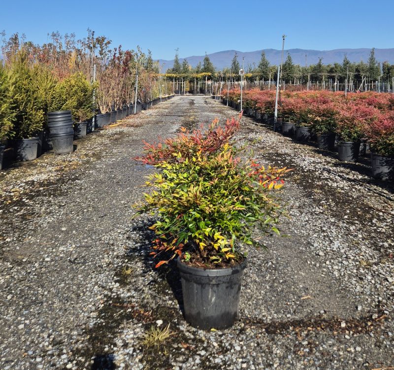 Cliquez sur la photo pour visualiser la présentation