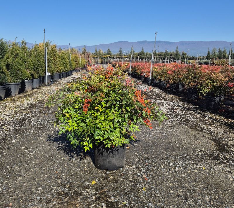 Click on the picture to zoom