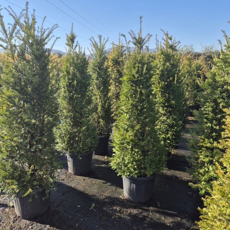 Clicca sulla foto per lo zoom