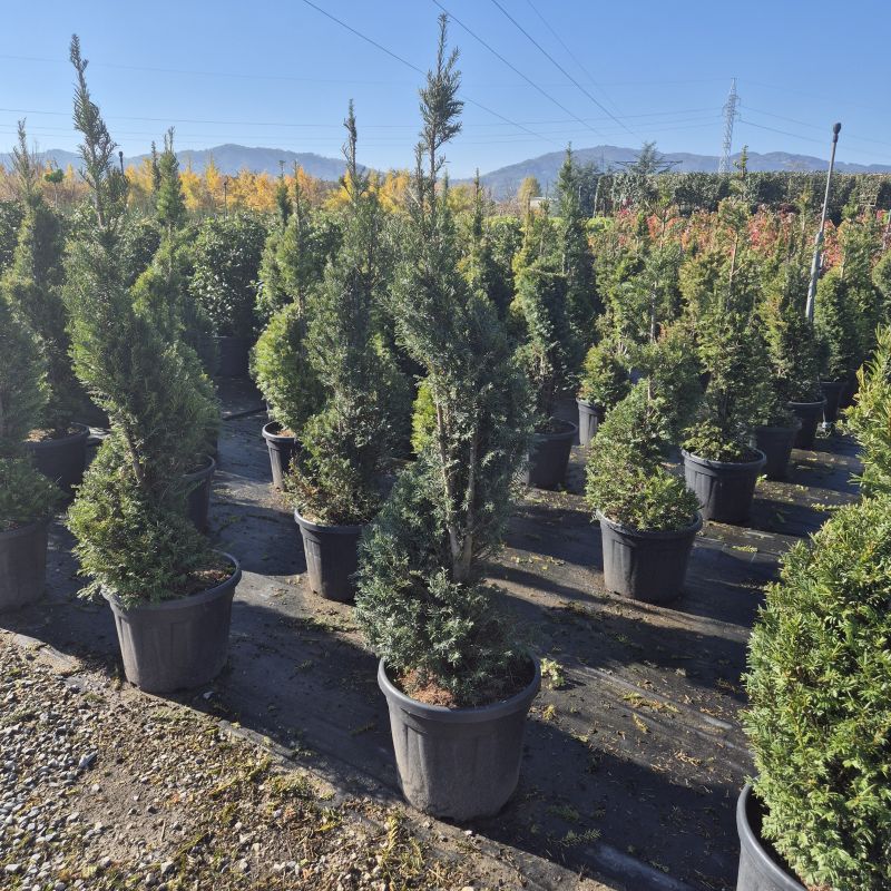 Clicca sulla foto per lo zoom