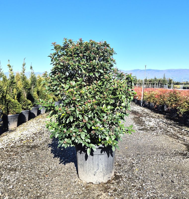 Clicca sulla foto per lo zoom