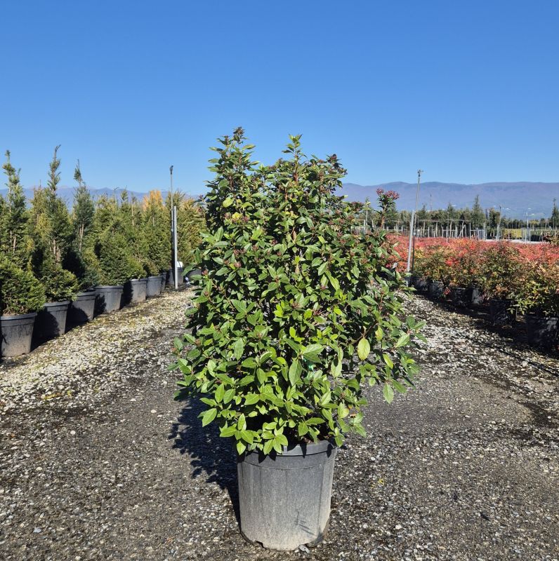 Clicca sulla foto per lo zoom