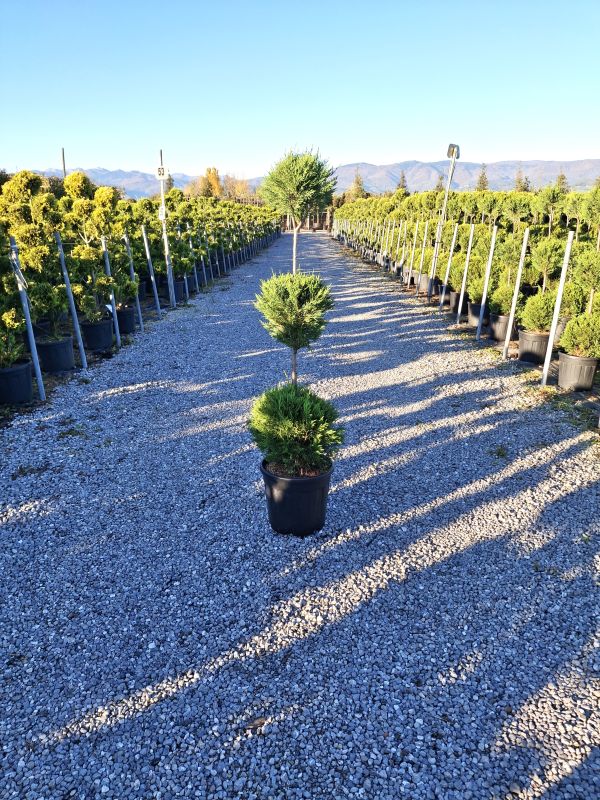 Das Bild klicken für Imagevergrößerung