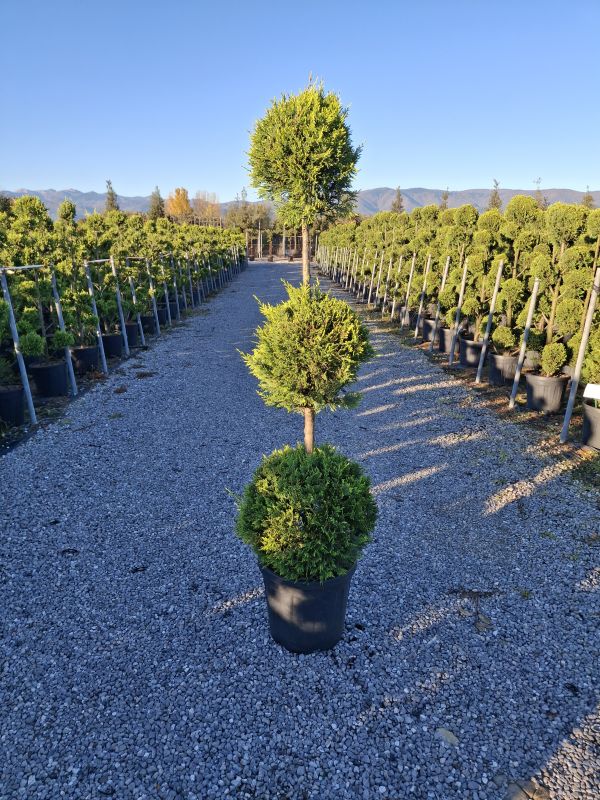 Das Bild klicken für Imagevergrößerung