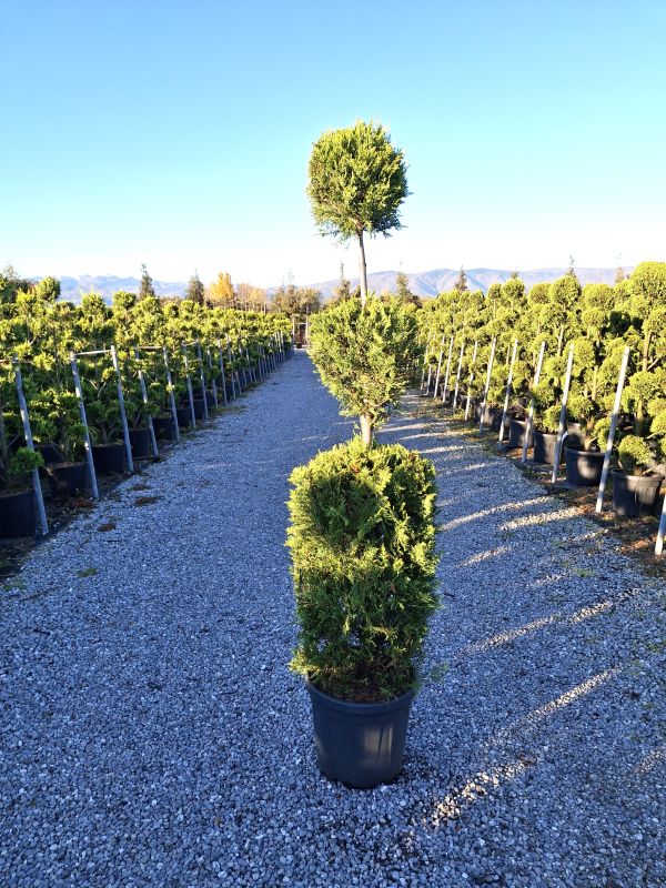 Das Bild klicken für Imagevergrößerung