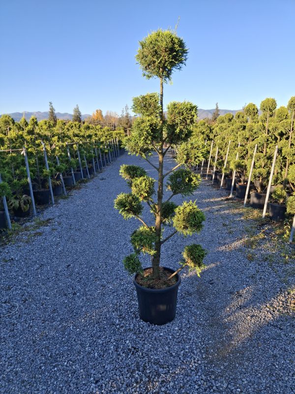 Click on the picture to zoom