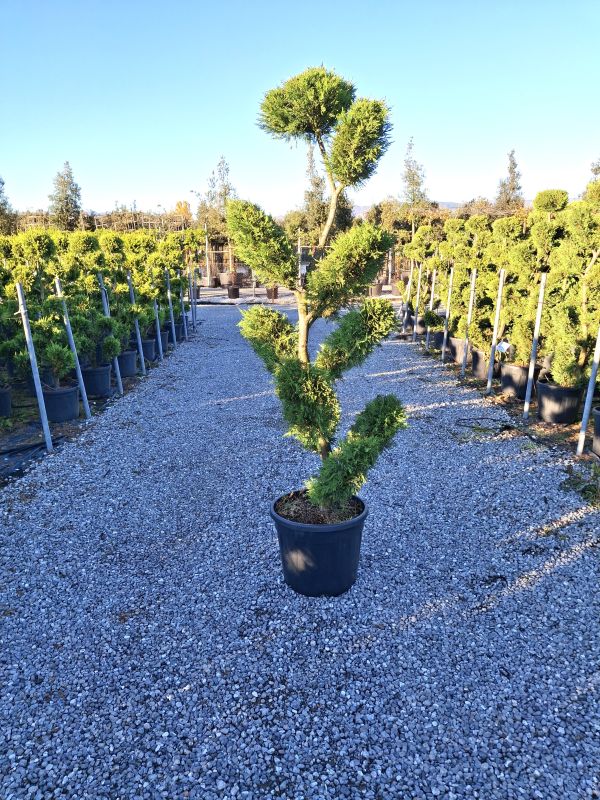 Das Bild klicken für Imagevergrößerung