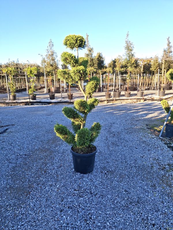 Click on the picture to zoom