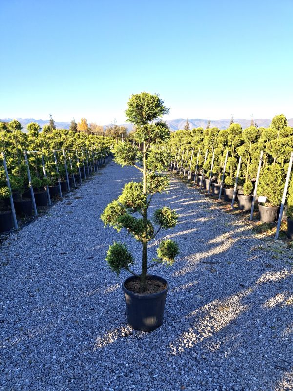 Cliquez sur la photo pour visualiser la présentation