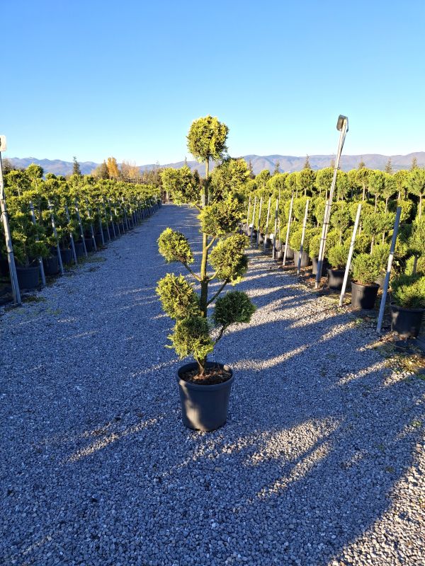 Clicca sulla foto per lo zoom