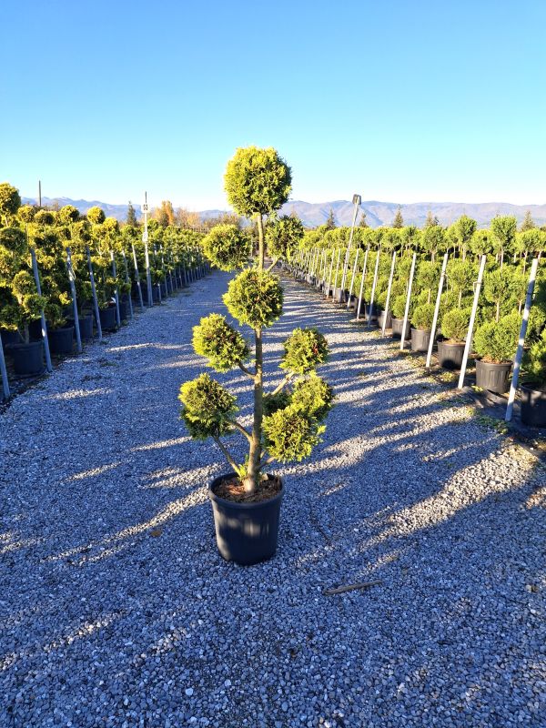 Click on the picture to zoom