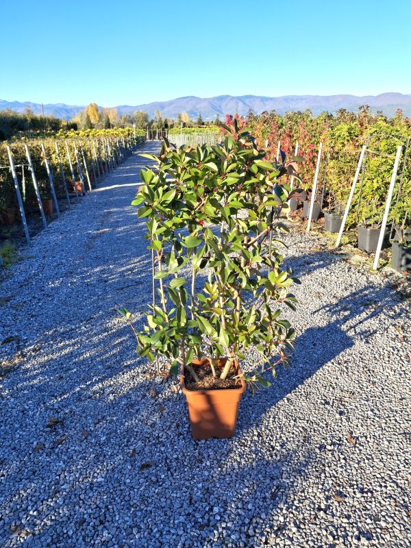 Clicca sulla foto per lo zoom