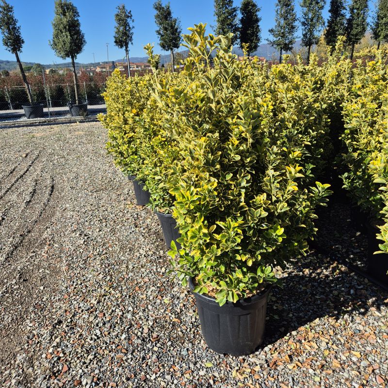 Cliquez sur la photo pour visualiser la présentation