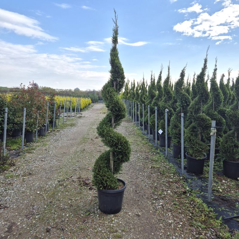 Das Bild klicken für Imagevergrößerung