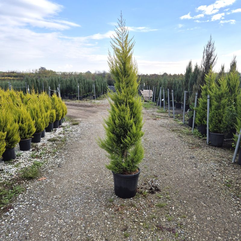 Clicca sulla foto per lo zoom