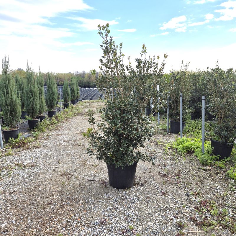 Cliquez sur la photo pour visualiser la présentation