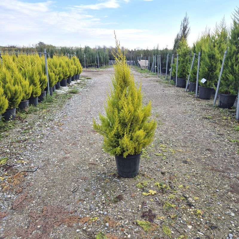 Click on the picture to zoom