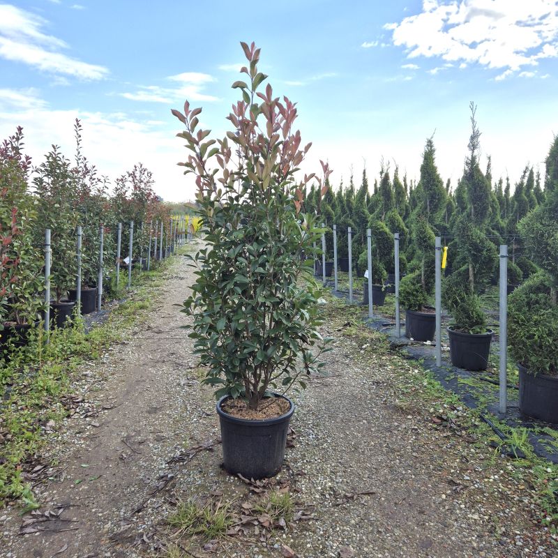 Cliquez sur la photo pour visualiser la présentation