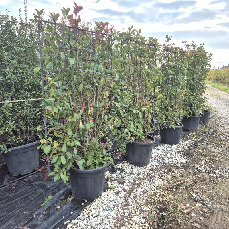 Cliquez sur la photo pour visualiser la présentation