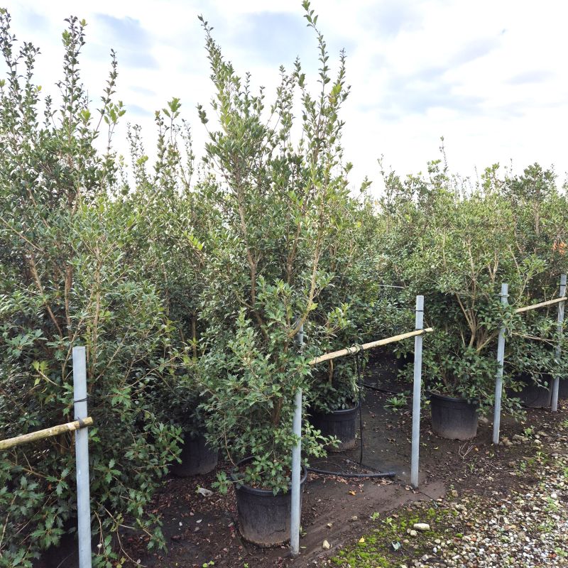 Clicca sulla foto per lo zoom