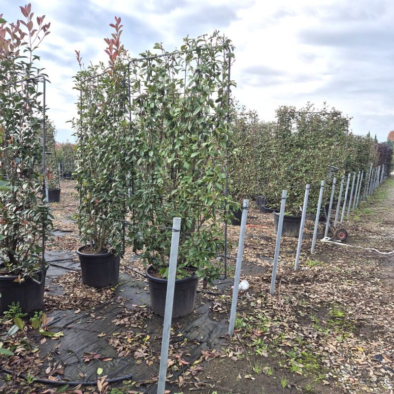 Cliquez sur la photo pour visualiser la présentation