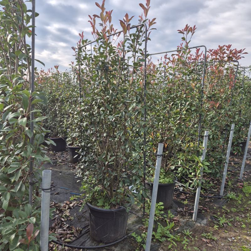 Clicca sulla foto per lo zoom