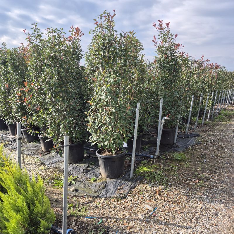 Clicca sulla foto per lo zoom