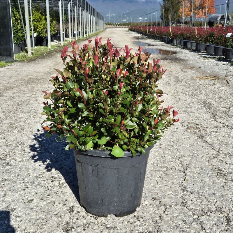 Click on the picture to zoom