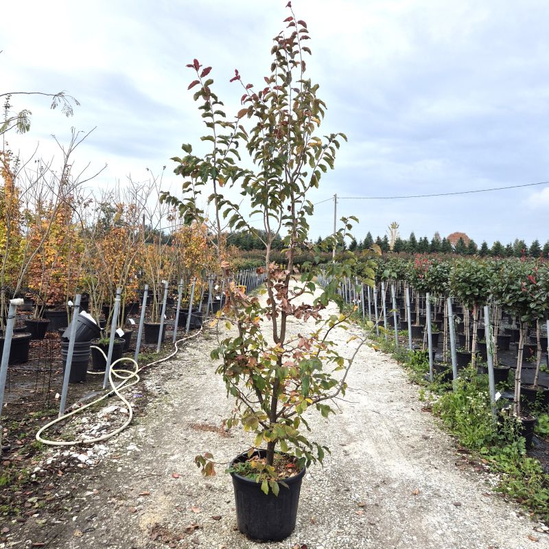 Clicca sulla foto per lo zoom