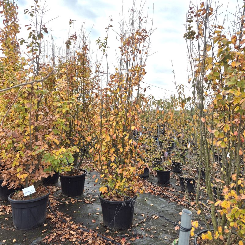 Click on the picture to zoom