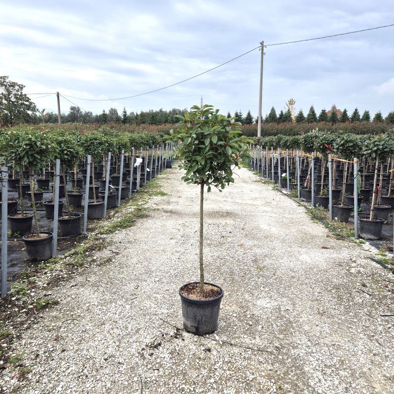 Clicca sulla foto per lo zoom