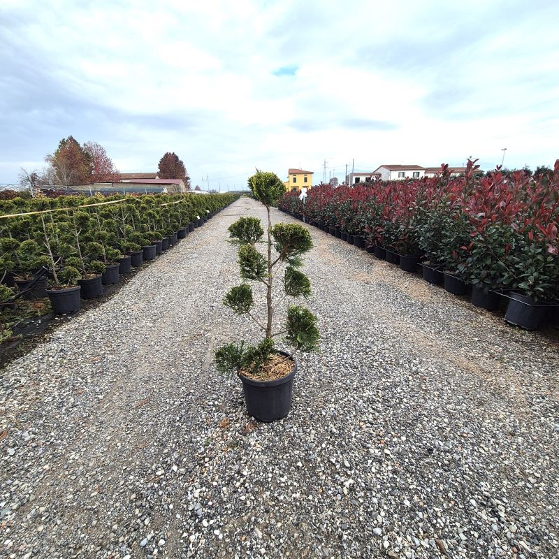 Click on the picture to zoom