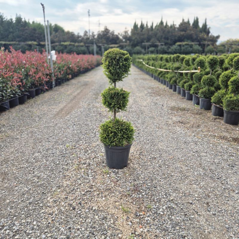 Das Bild klicken für Imagevergrößerung