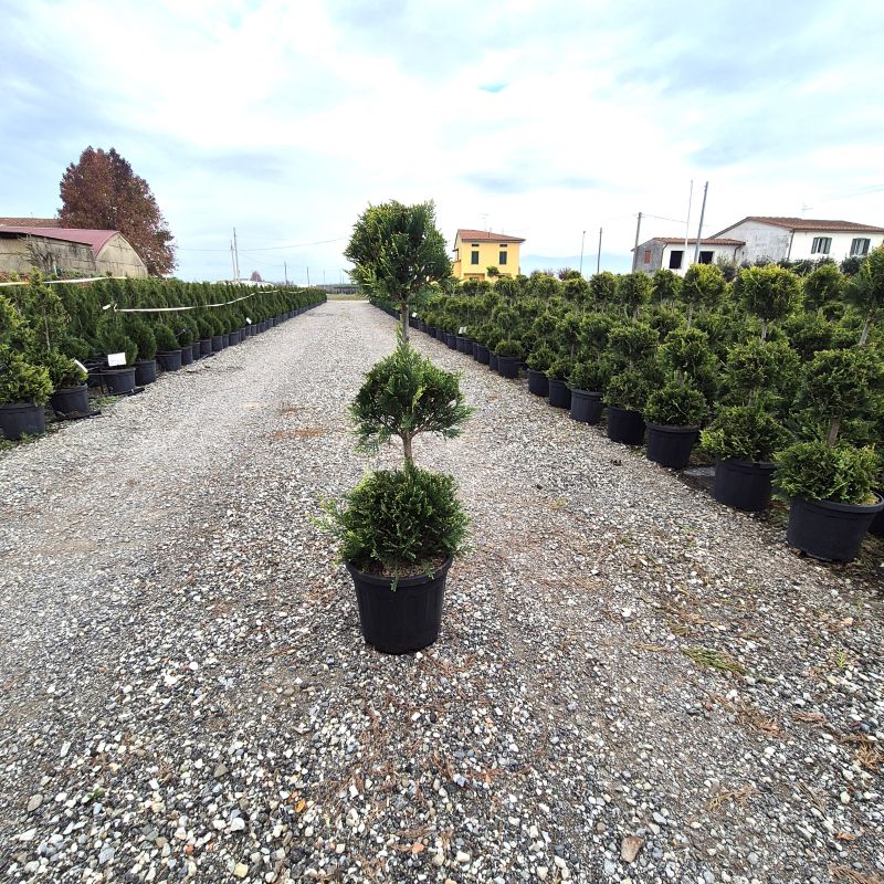 Click on the picture to zoom