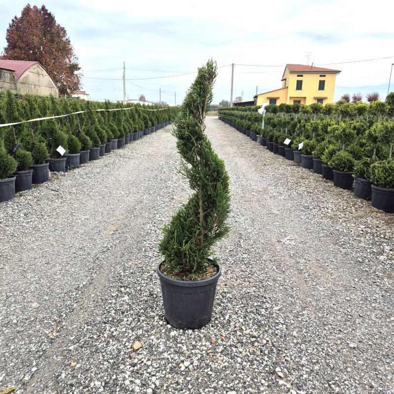 Clicca sulla foto per lo zoom