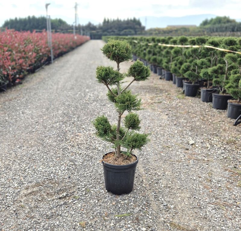 Clicca sulla foto per lo zoom