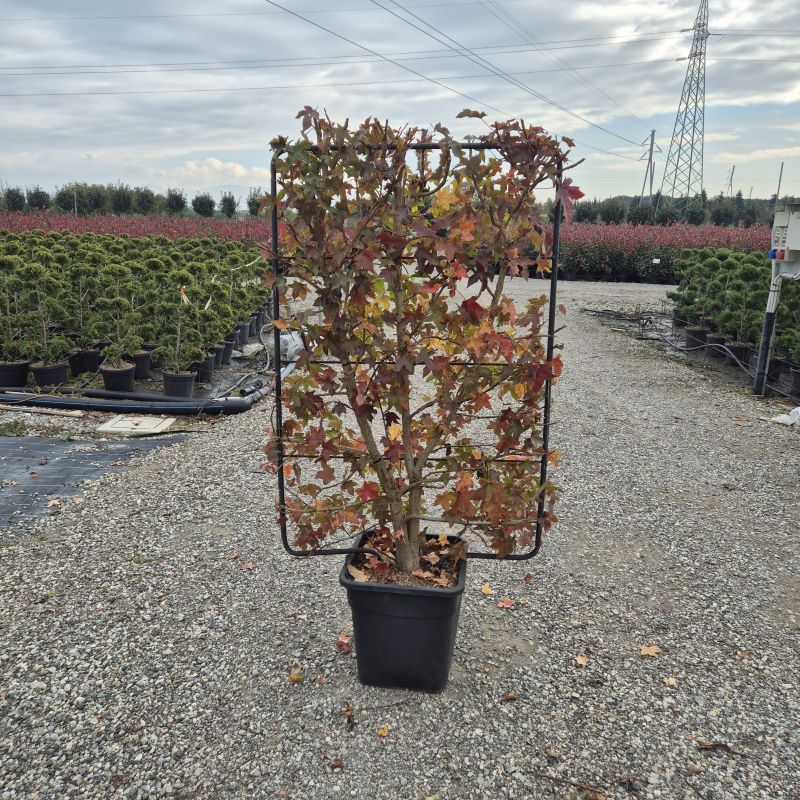 Clicca sulla foto per lo zoom