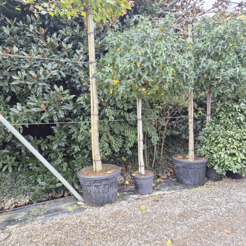 Das Bild klicken für Imagevergrößerung