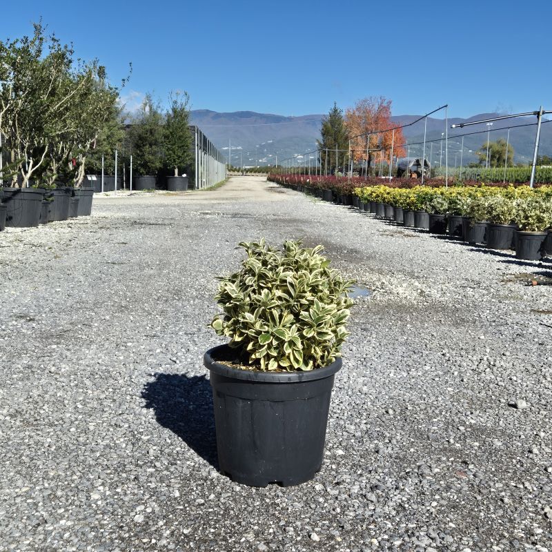 Clicca sulla foto per lo zoom