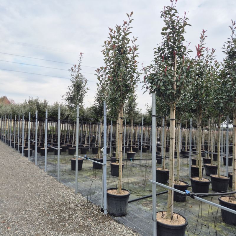 Clicca sulla foto per lo zoom