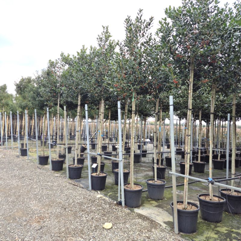 Das Bild klicken für Imagevergrößerung