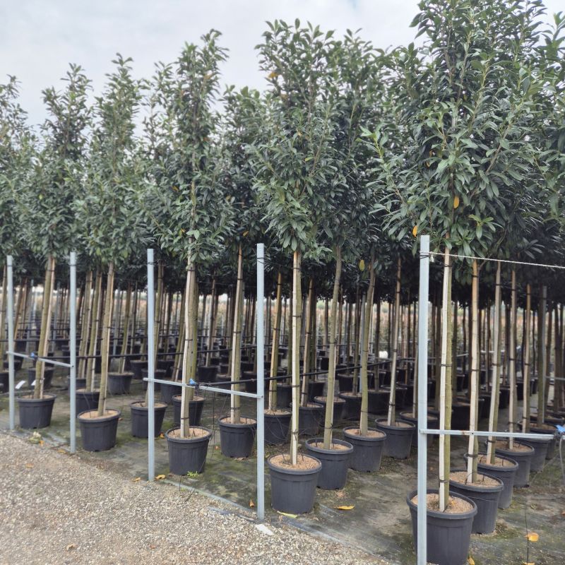 Clicca sulla foto per lo zoom